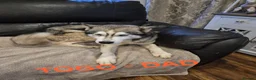 Siberian Husky dogs for sale: BEAUTIFUL SIBERIAN HUSKY PUPPIES - Advert 3