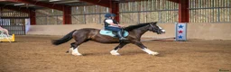 Irish Cob horses for sale: Amazing family cob  in Ebbw Vale - Advert 1