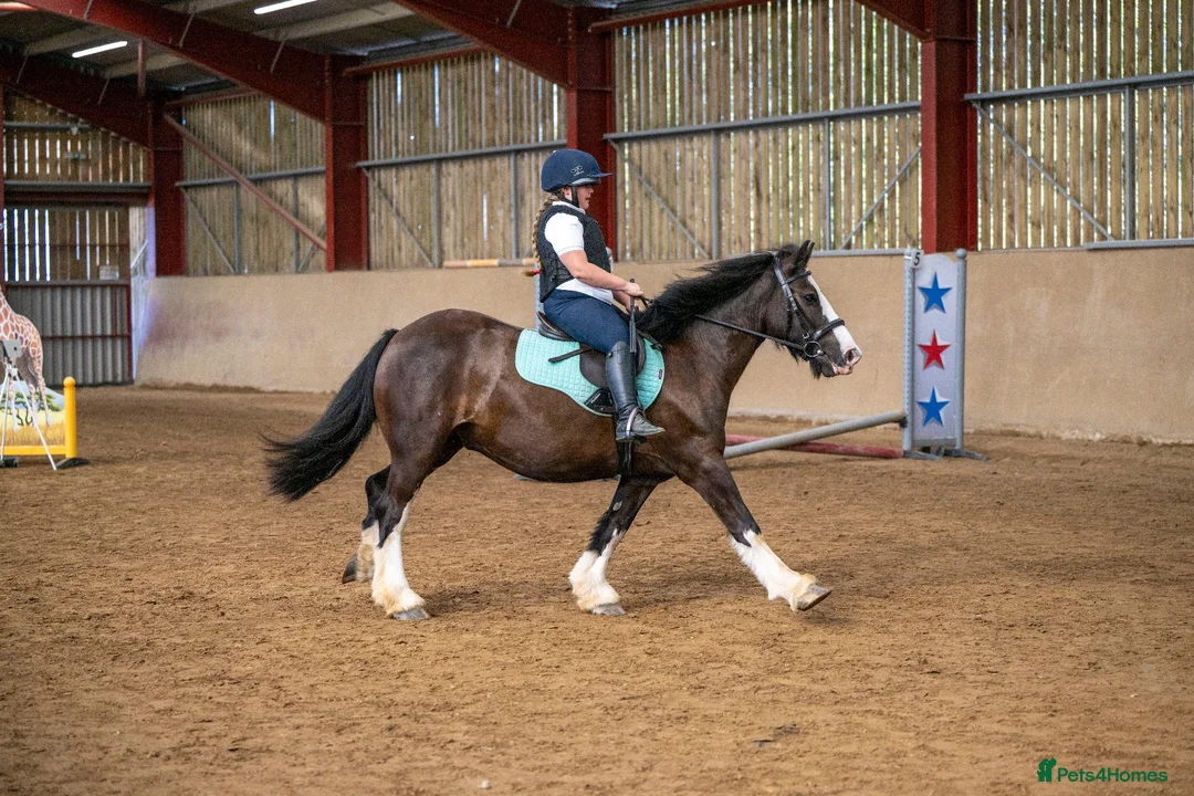Irish Cob horses for sale: Amazing family cob  in Ebbw Vale - Advert 1