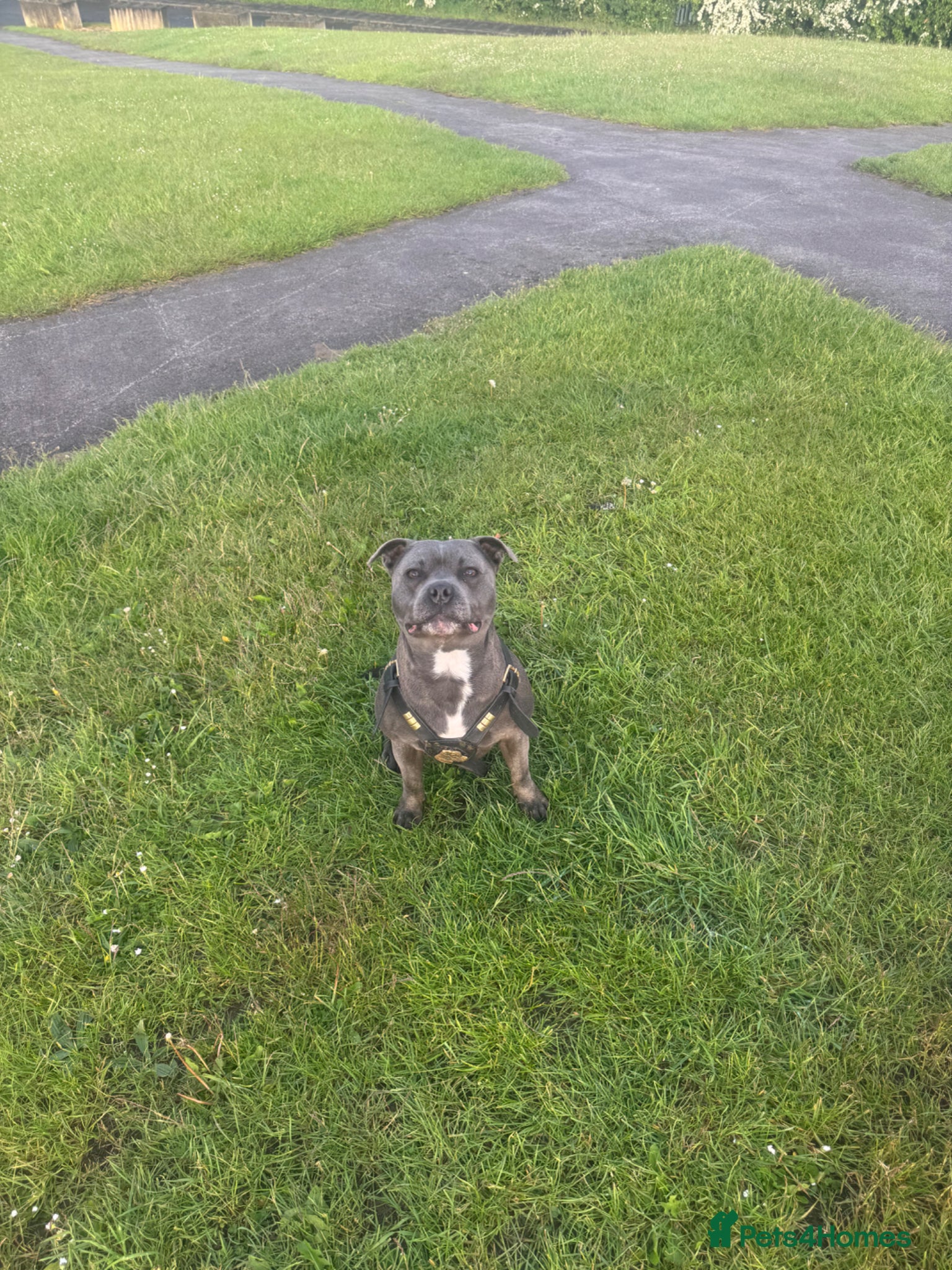 Staffordshire Bull Terrier dogs *** BLUE STAFFY FOR STUD *** - Advert 6