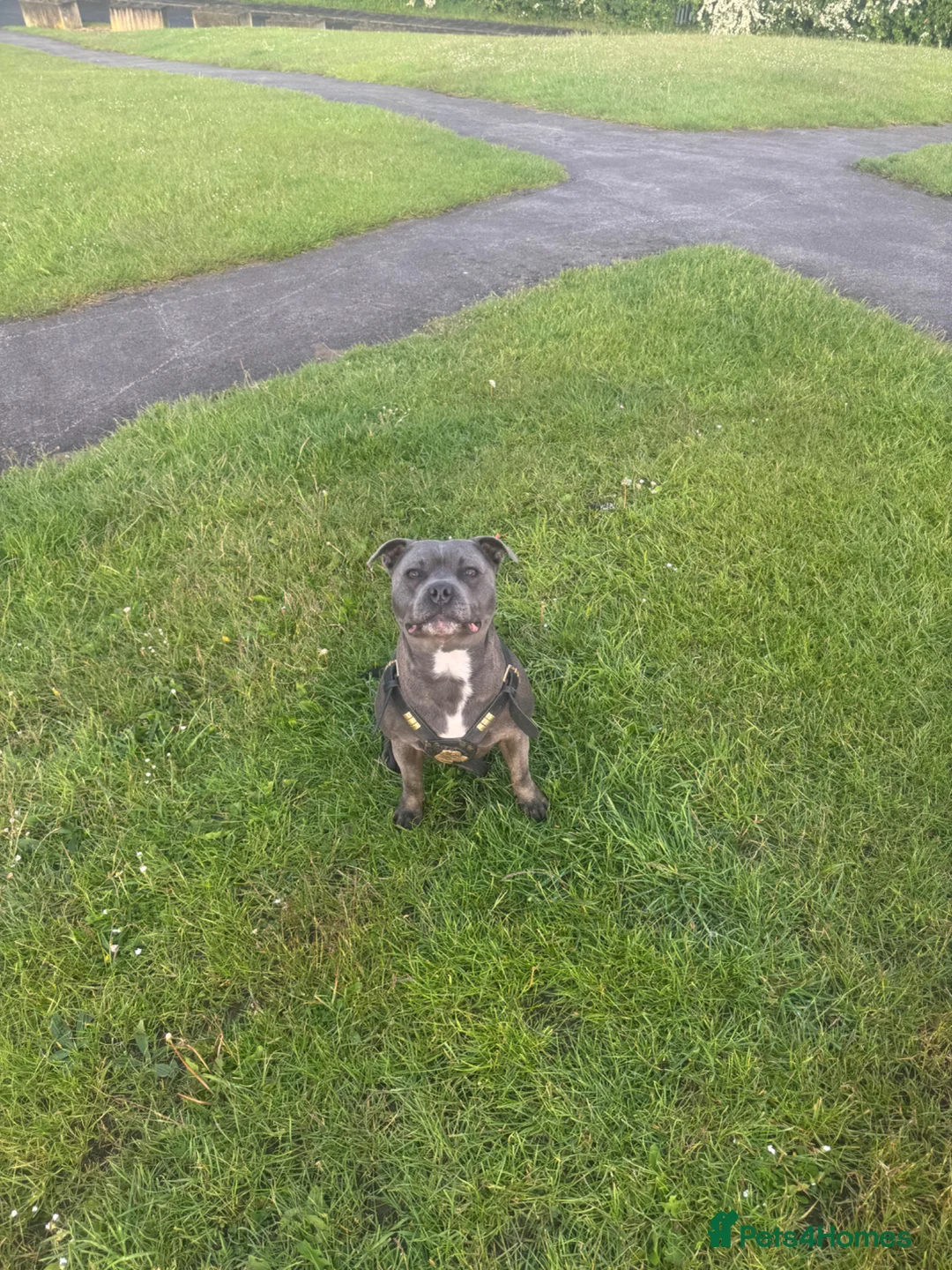 Staffordshire Bull Terrier dogs for stud: *** BLUE STAFFY FOR STUD *** - Advert 1