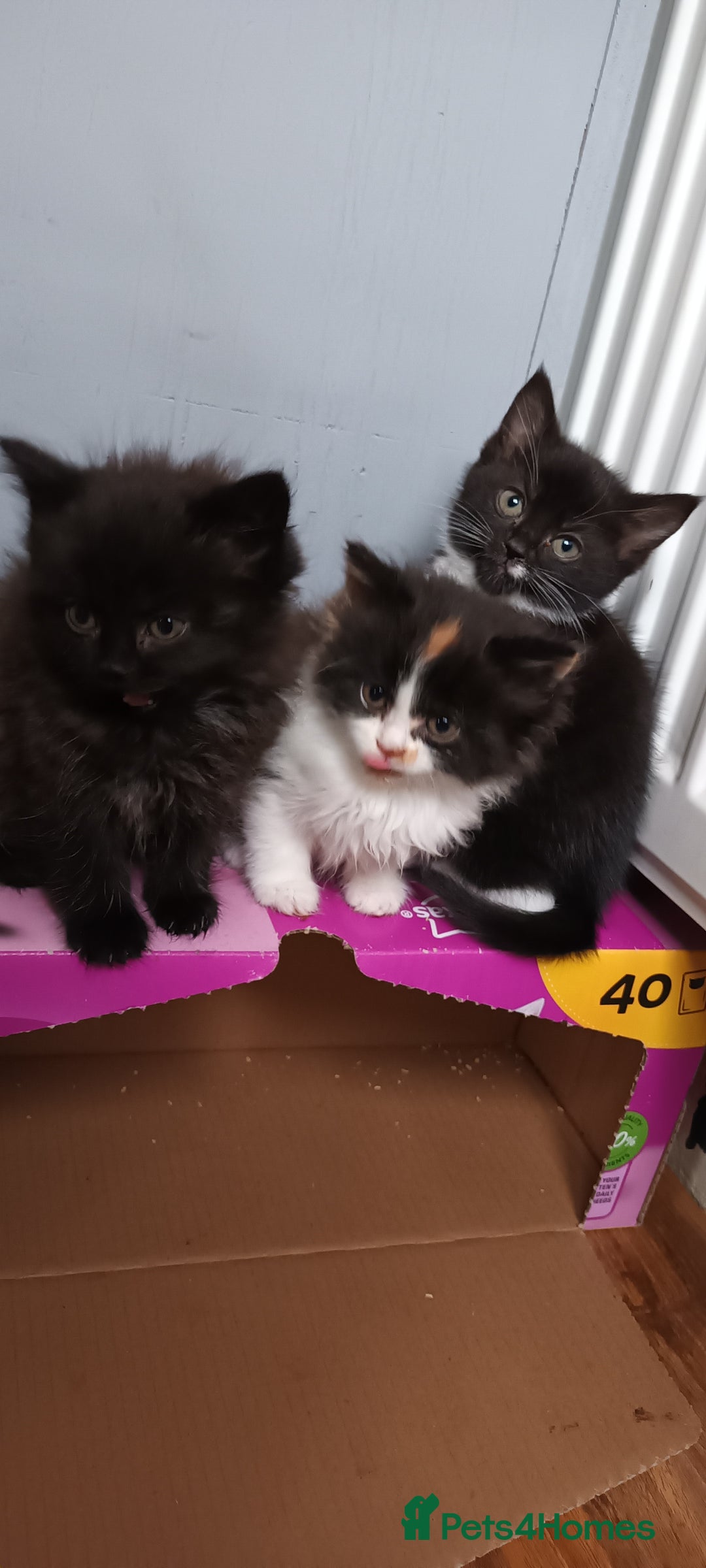Domestic Shorthair cats for sale: 2 black and white twin girls left, ready now❤️ - Advert 8