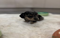 Miniature Dachshund dogs for sale: Miniature dachshund  - Advert 16