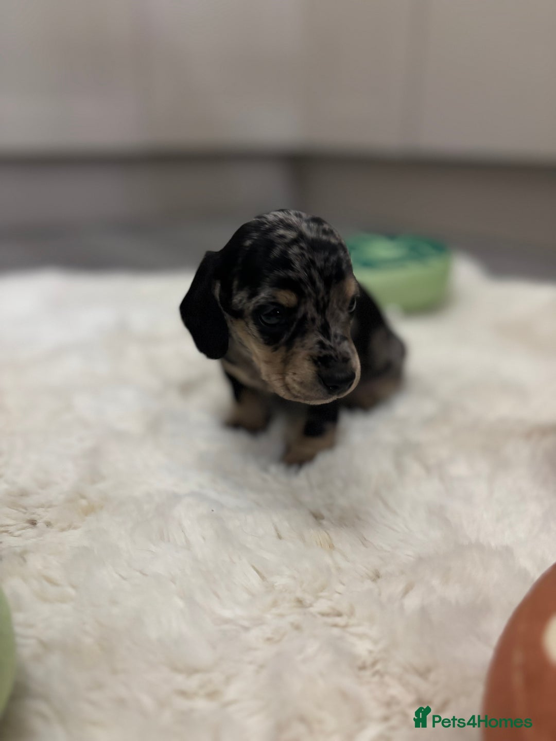 Miniature Dachshund dogs for sale: Miniature dachshund  - Advert 16