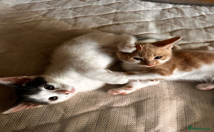 Mixed Breed cats - Advert 9