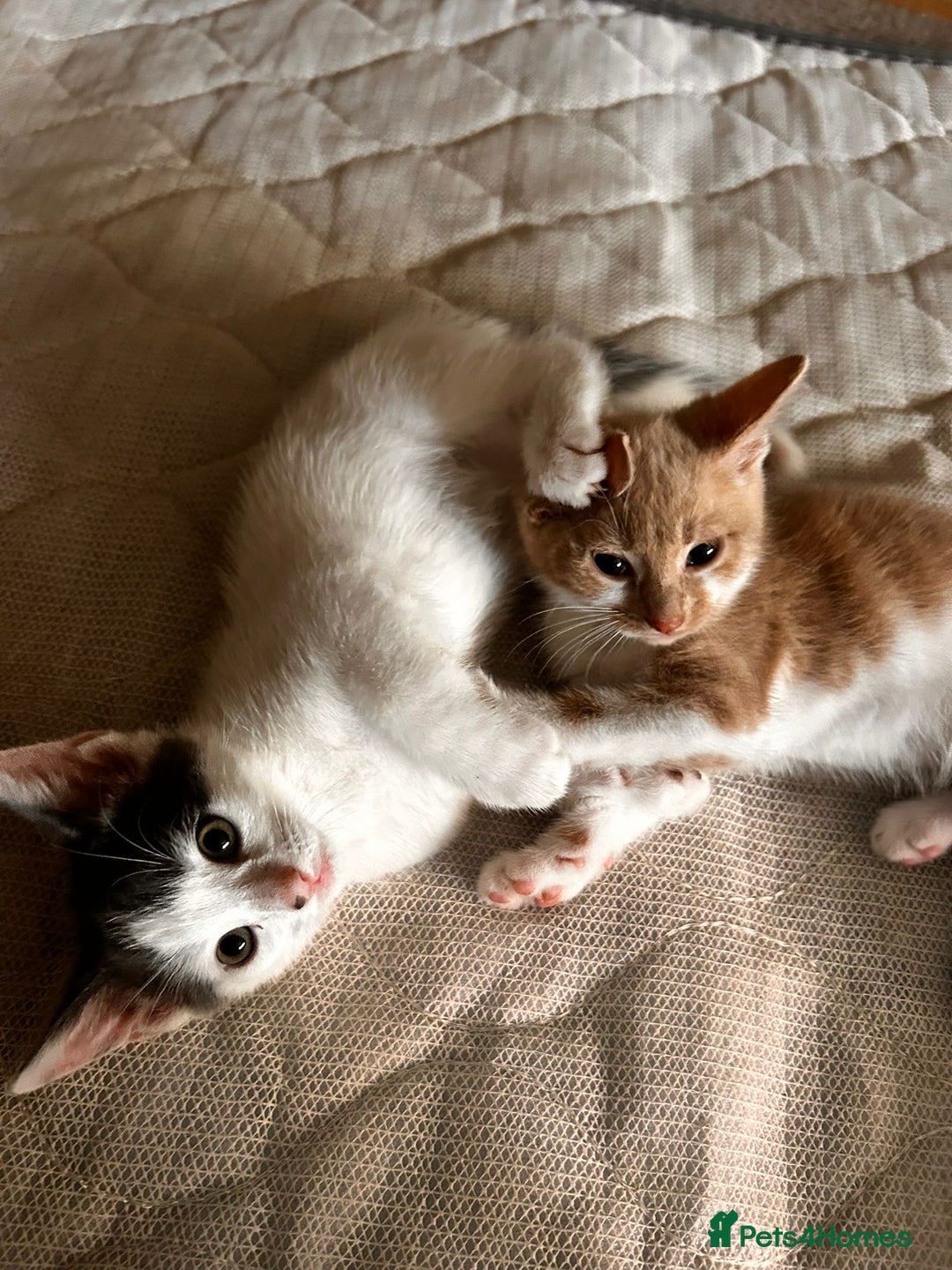 Mixed Breed cats for sale: Kitten for sale Luton/dunstable - Image 1