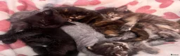 Maine Coon cats for sale: 5 Beautiful half Maine coon kittens  in Aldershot - Advert 35