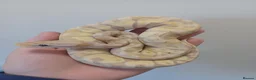 Python Snake reptiles for sale: Late CBB25 Royal Pythons  - Advert 3