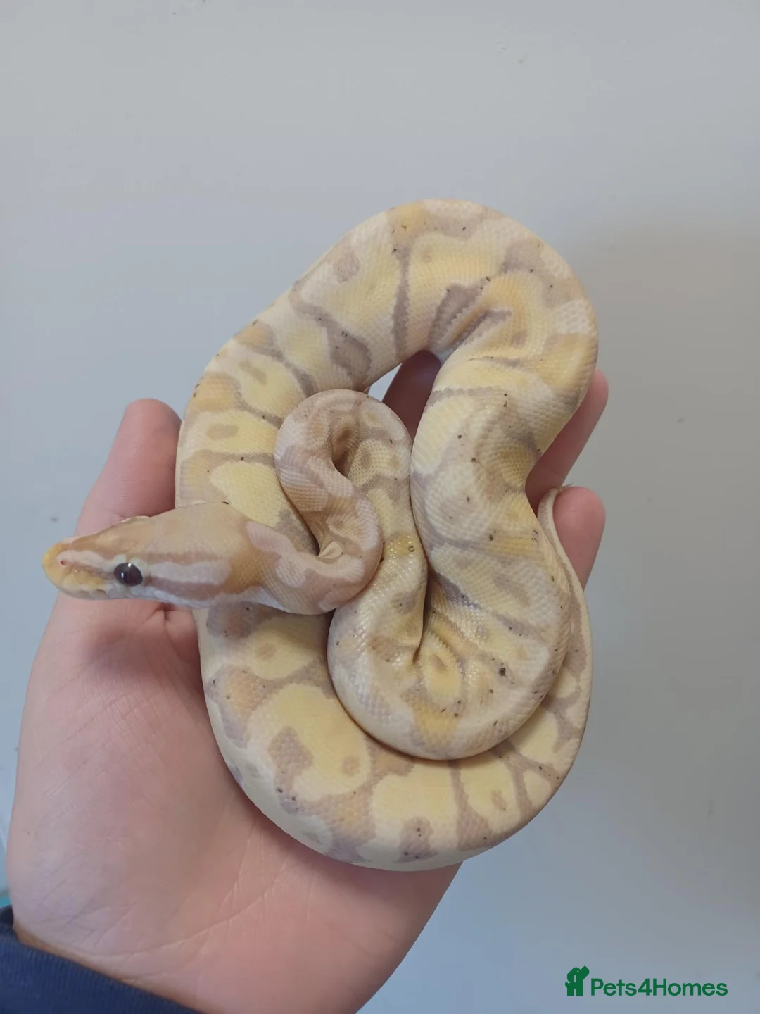 Python Snake reptiles for sale: Late CBB25 Royal Pythons  - Advert 3