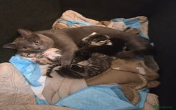 Russian Blue cats for sale: Russian blue =Main coon cross kittens  - Advert 1