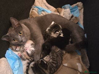 Russian Blue cats for sale: Russian blue =Main coon cross kittens - Advert 1