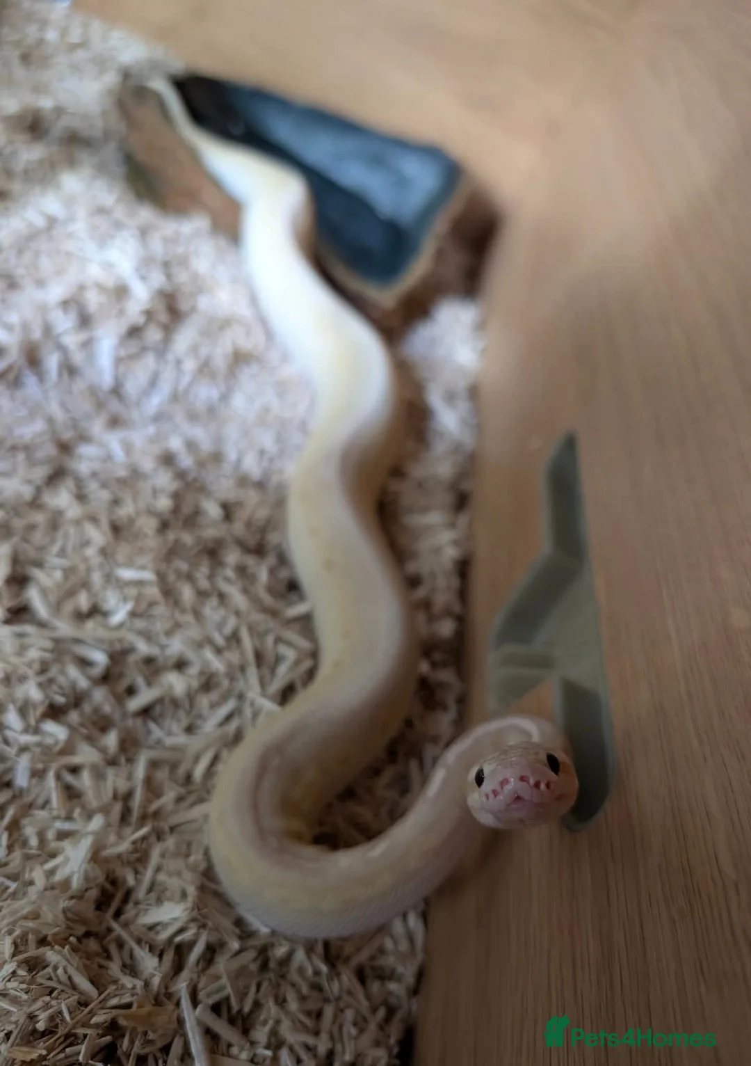 Python Snake reptiles for sale: Super pastel butter royal python - Advert 3