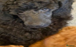 Miniature Poodle dogs for sale: Top Quality, DNA clear, READY NOW! fully vacced - Image 28