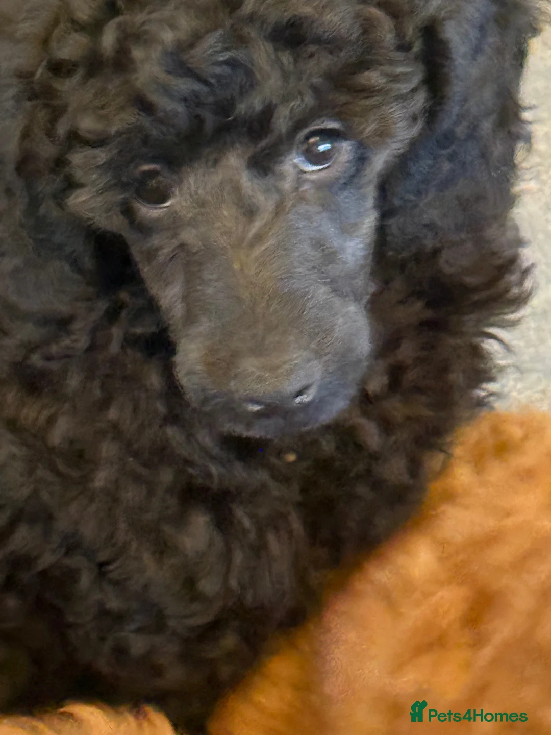 Miniature Poodle dogs for sale: Top Quality, DNA clear, READY NOW! fully vacced - Advert 28