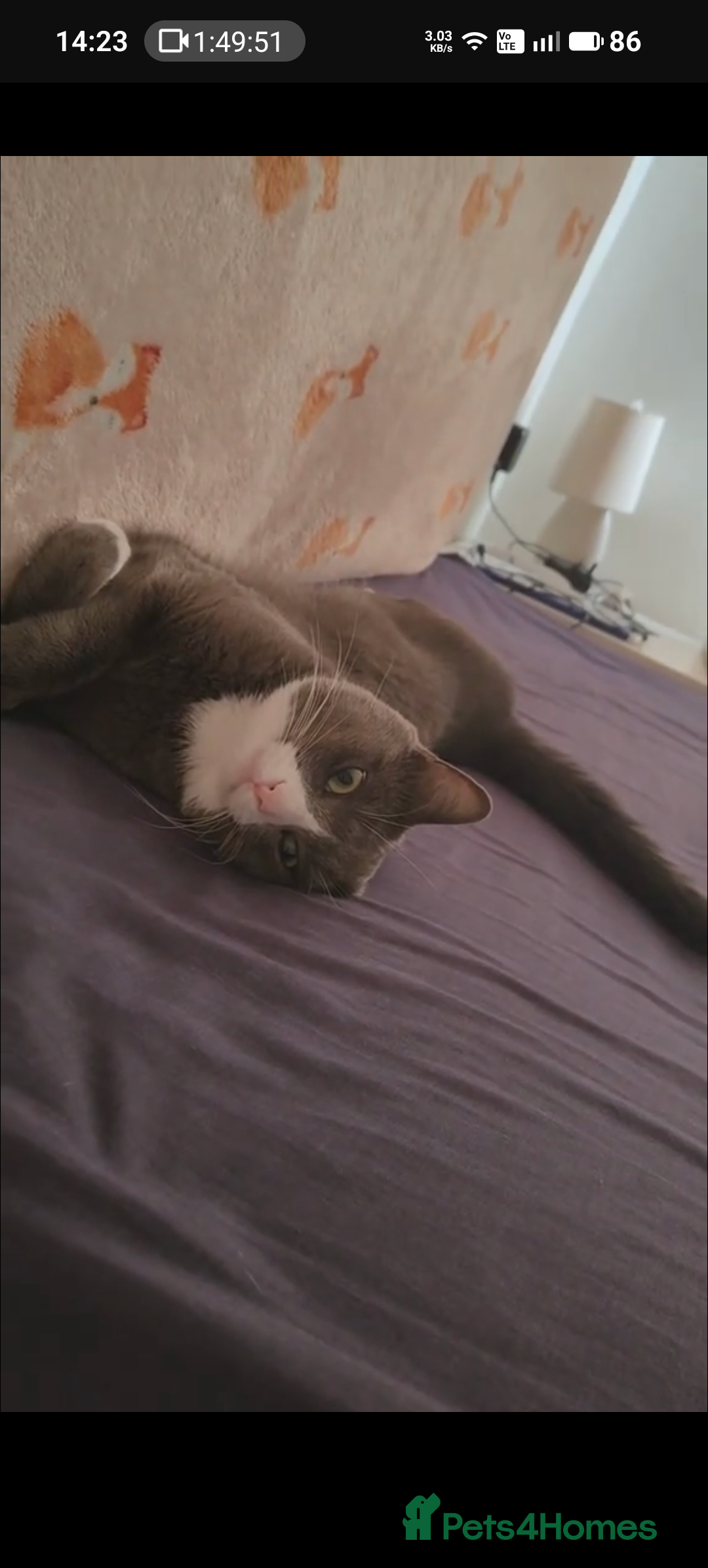 Russian Blue cats for sale: Russian Blue - Advert 3