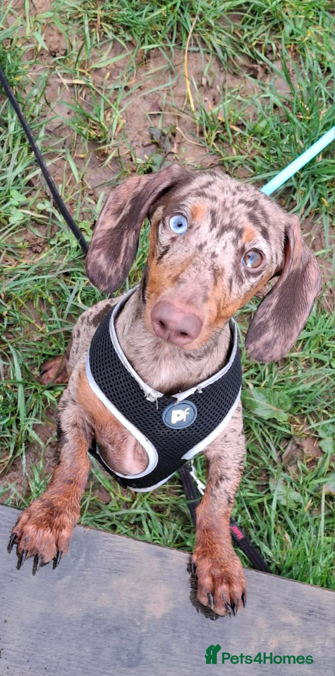 Dachshund dogs for adoption: Handsome Dachshund For Adoption - Advert 2