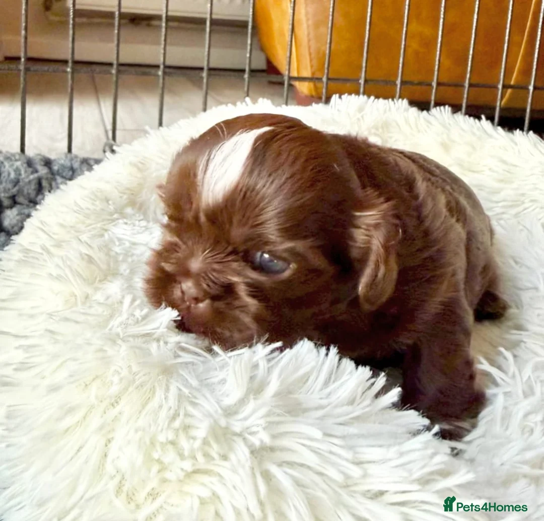 Shih Tzu dogs for sale: Exceptional Shih Tzu Pups Raised in a Family Home - Advert 3