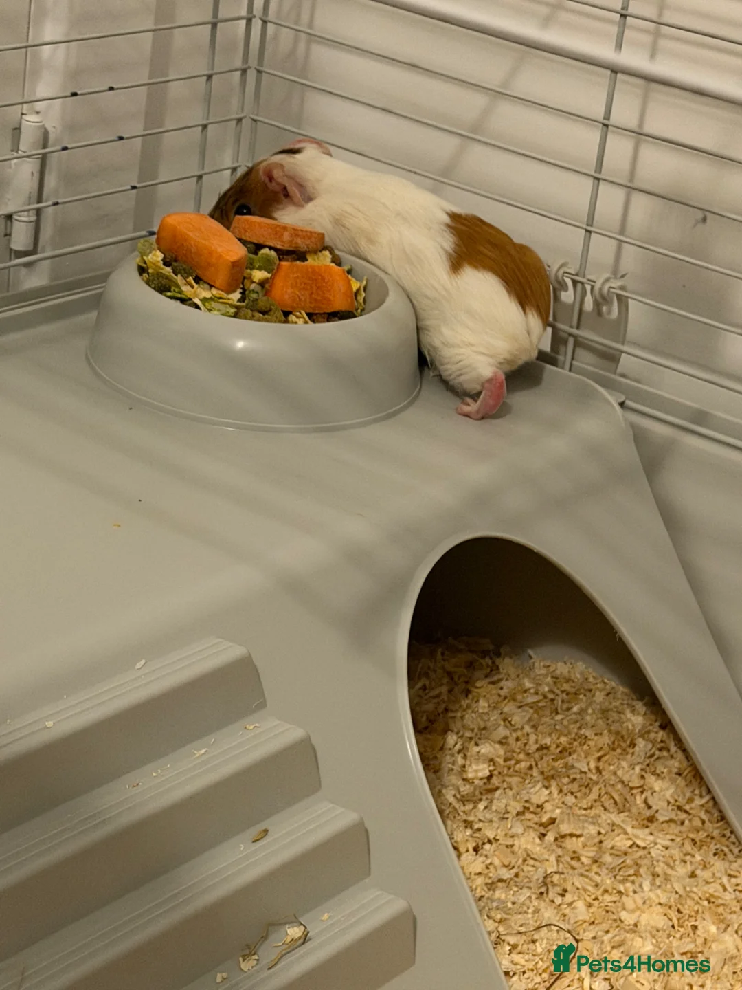 Guinea Pig rodents for sale: Two guinea pigs  - Advert 5