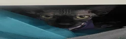 Sphynx cats for sale: 6 month old Female Sphynx Kitten - Advert 3