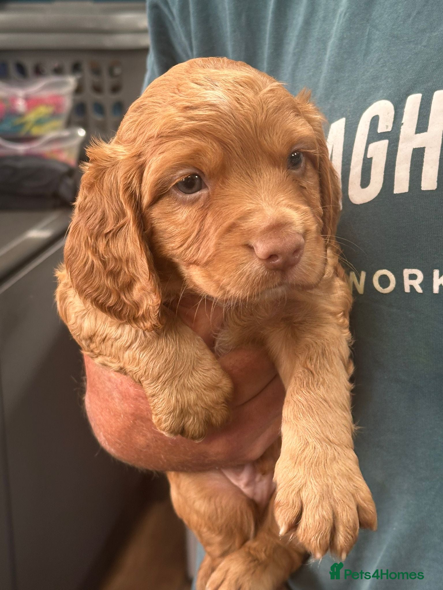 Cocker Spaniel dogs Working cocker spaniels  - Advert 1