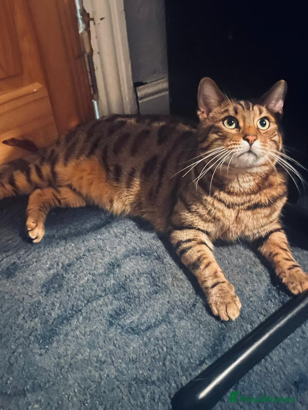 Bengal cats for sale: Pure male bengals  - Advert 3