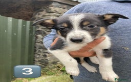 Mixed Breed dogs for sale: Huntaway Cross Puppies - Image 4