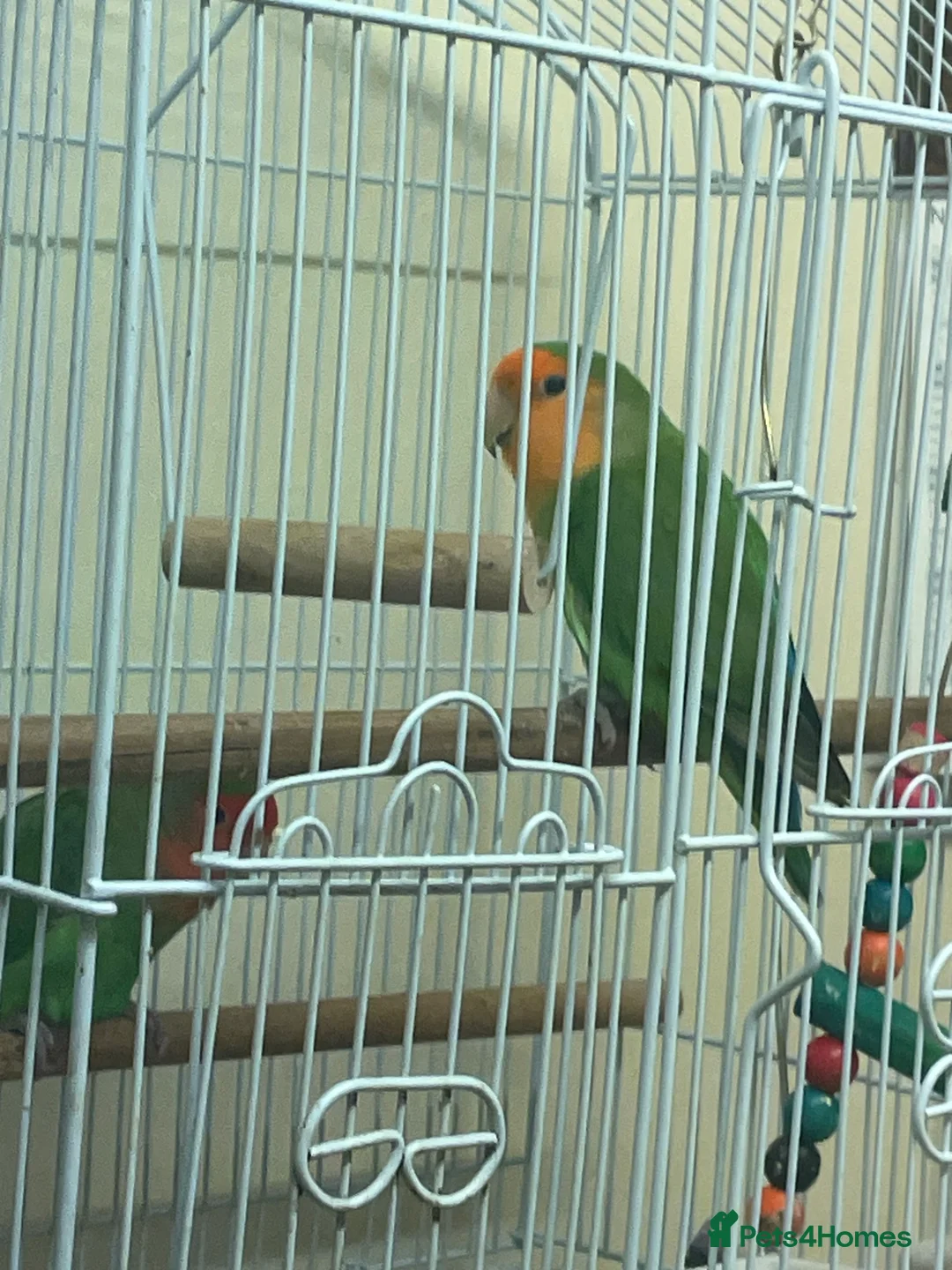 Lovebirds birds for sale: Pair of love birds - Advert 4