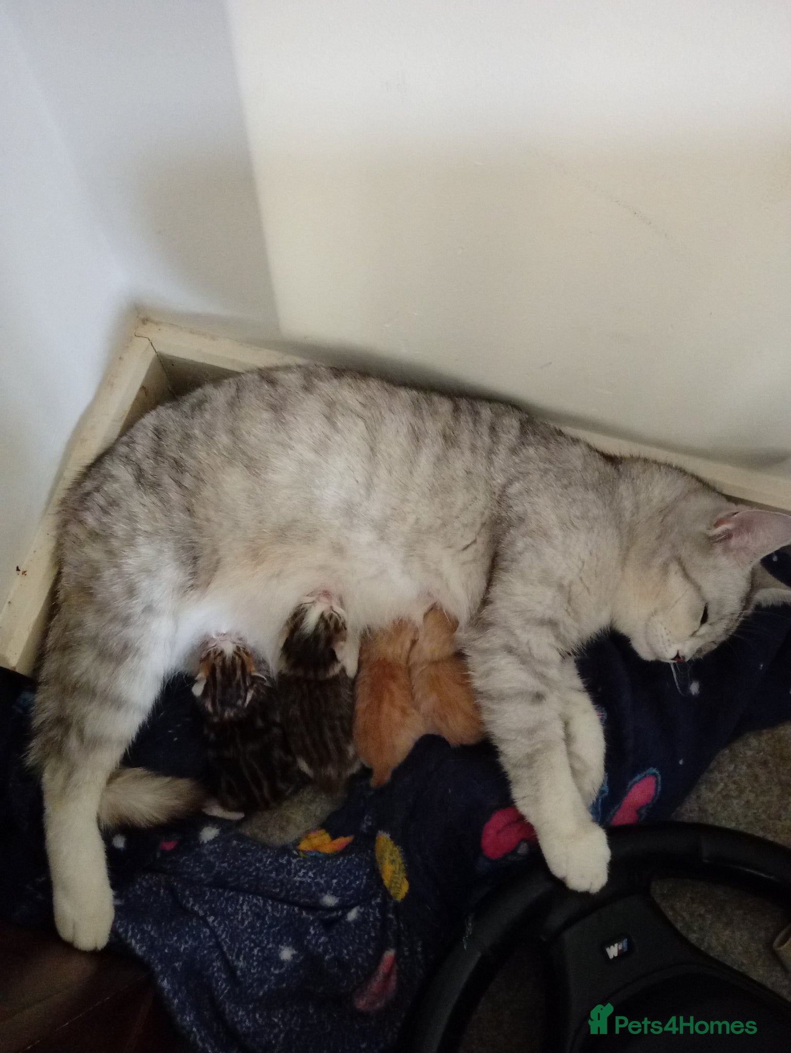 Mixed Breed cats Beautiful kittens ready now  - Advert 1