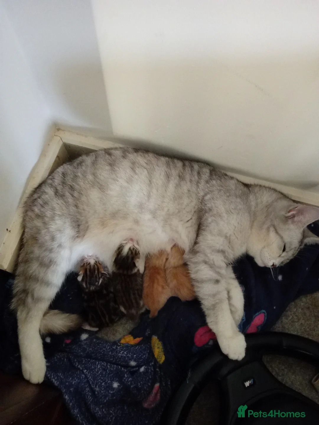 Mixed Breed cats for sale: Beautiful kittens ready now  - Advert 1