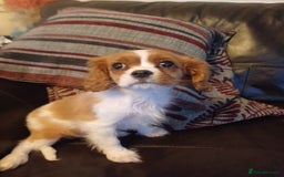 Cavalier King Charles Spaniel dogs for sale: READY kc, health tested girl - Image 15