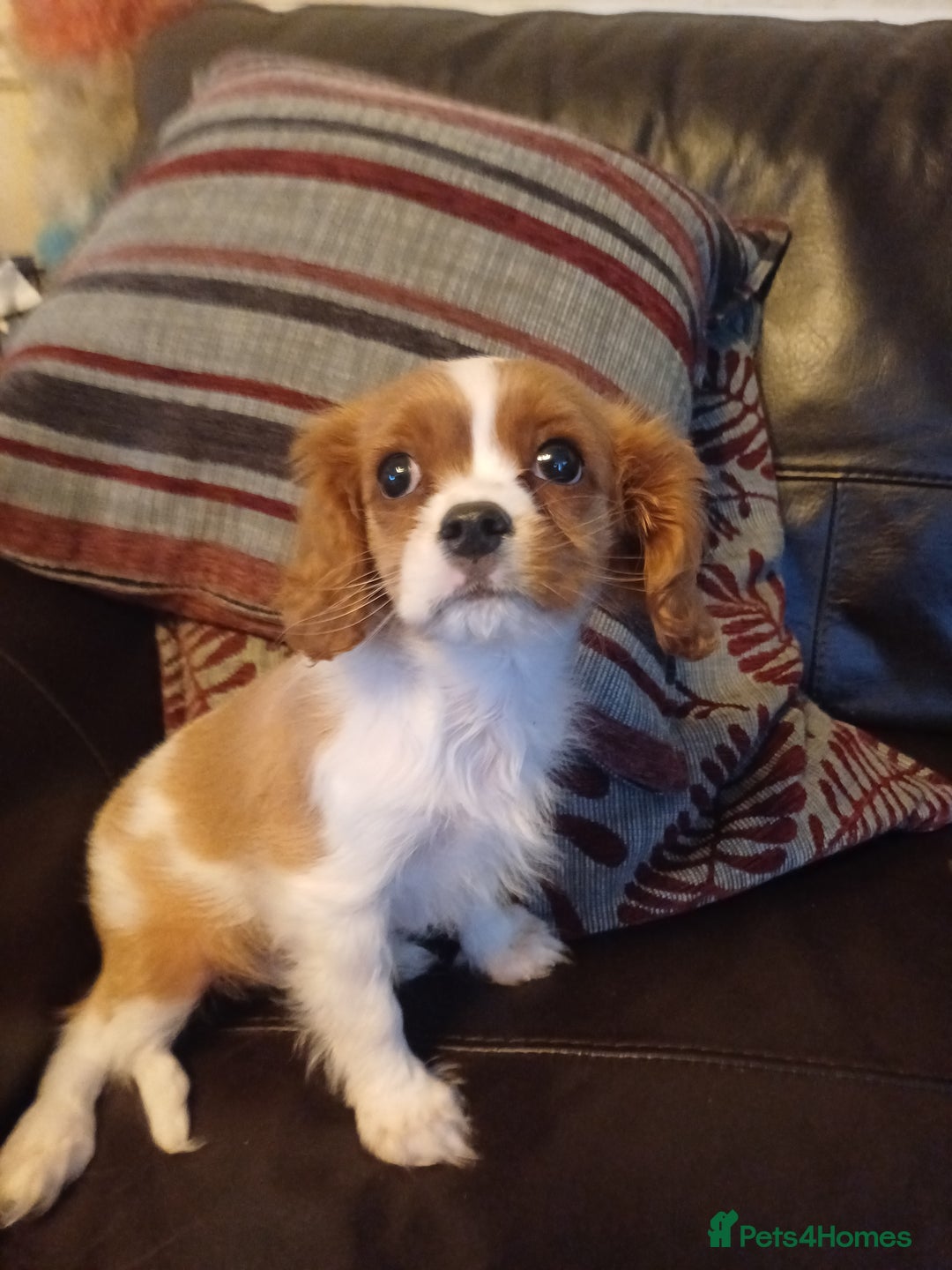 Cavalier King Charles Spaniel dogs for sale: READY kc, health tested girl - Image 15