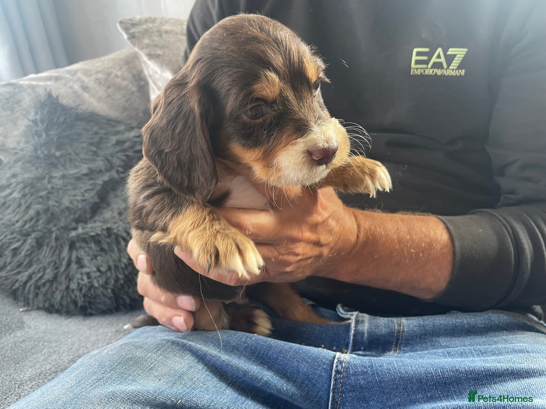 Cocker Spaniel dogs for sale: Cocker spaniel pups - Image 3