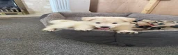 White Swiss Shepherd dogs for sale: 🐾 Swiss White Shepherd Puppies reduced 🐾 - Advert 8
