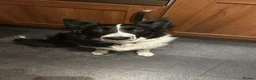 Border Collie dogs for stud: Looking to breed my dog  in Cardiff - Advert 2