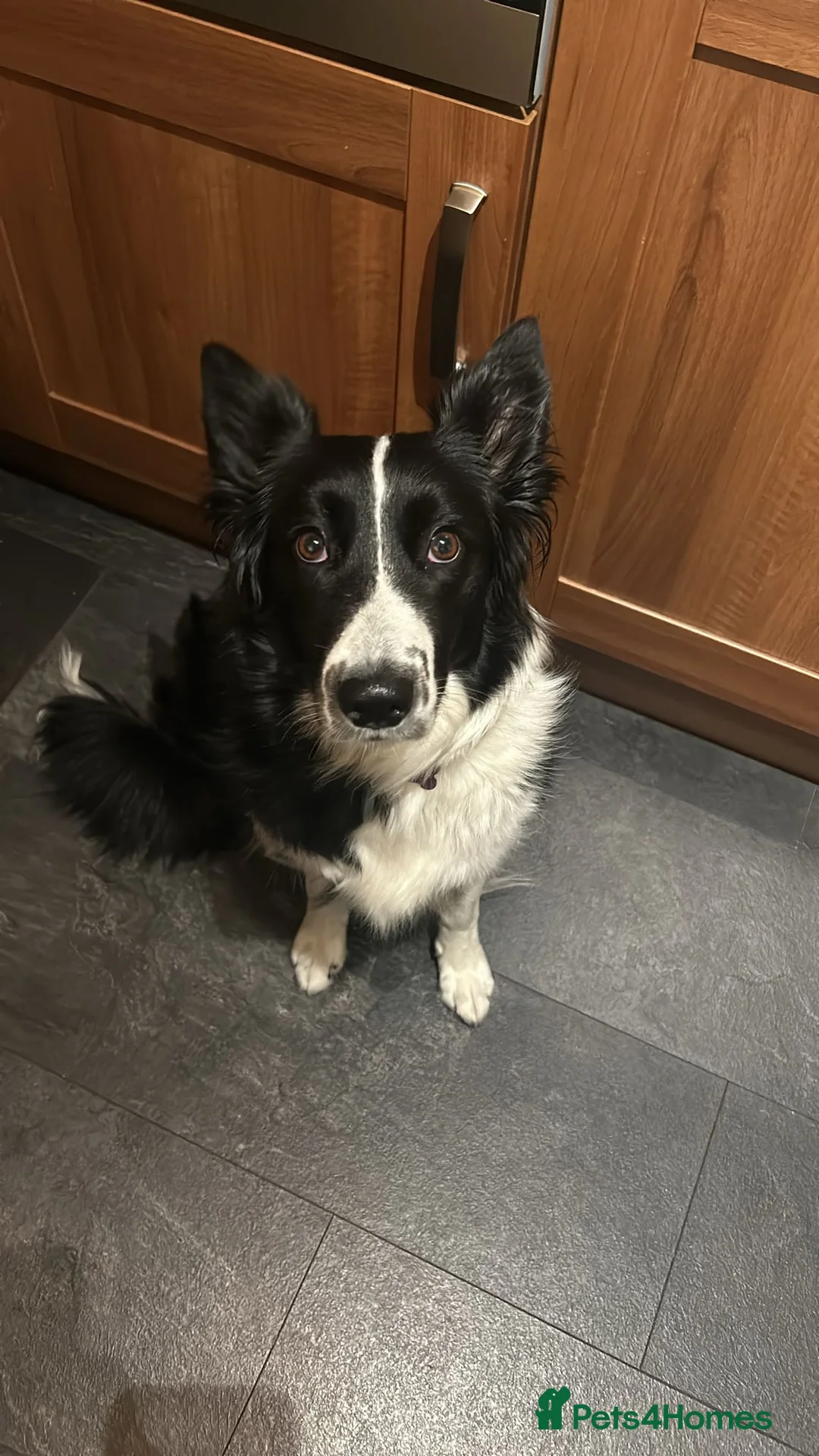 Border Collie dogs for stud: Looking to breed my dog  in Cardiff - Advert 2