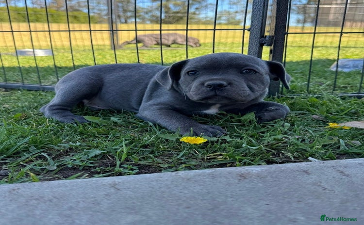 Staffordshire Bull Terrier dogs - Advert 2