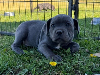 Staffordshire Bull Terrier dogs - Advert 27