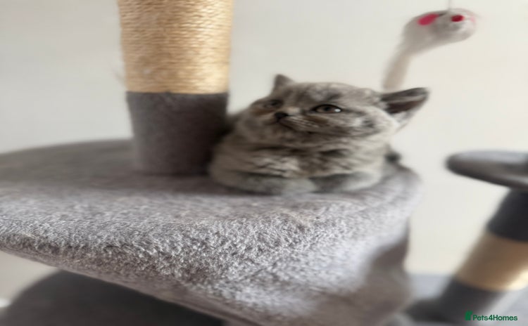 British Shorthair cats for sale in Coventry - Advert 1