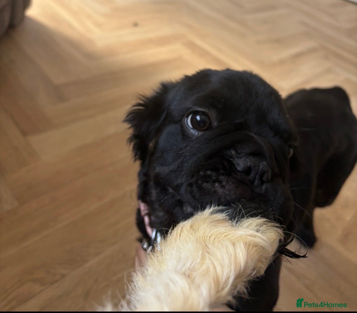 French Bulldog dogs Female fluffy frenchie - Advert 1