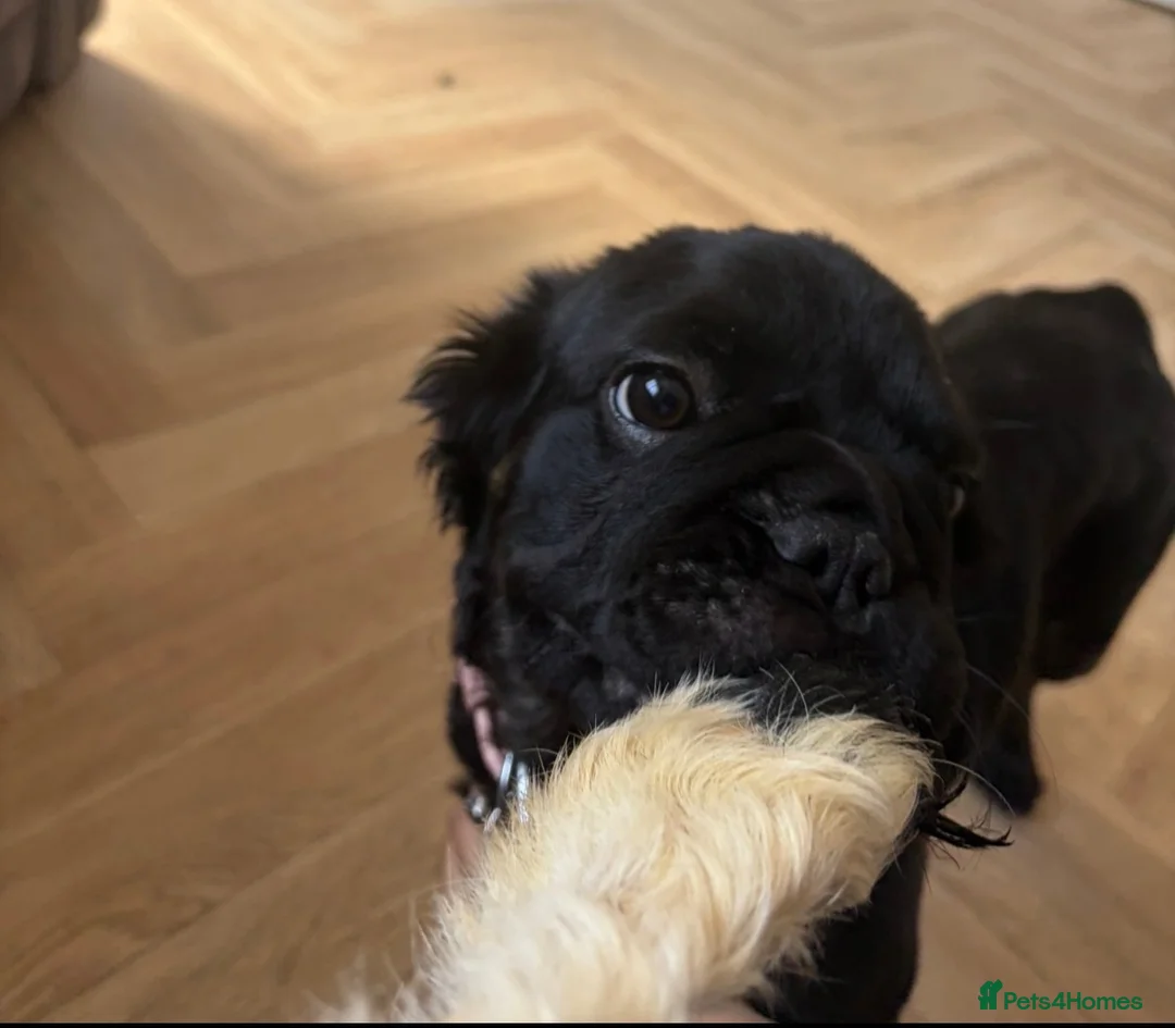 French Bulldog dogs for sale: Female fluffy frenchie - Advert 1