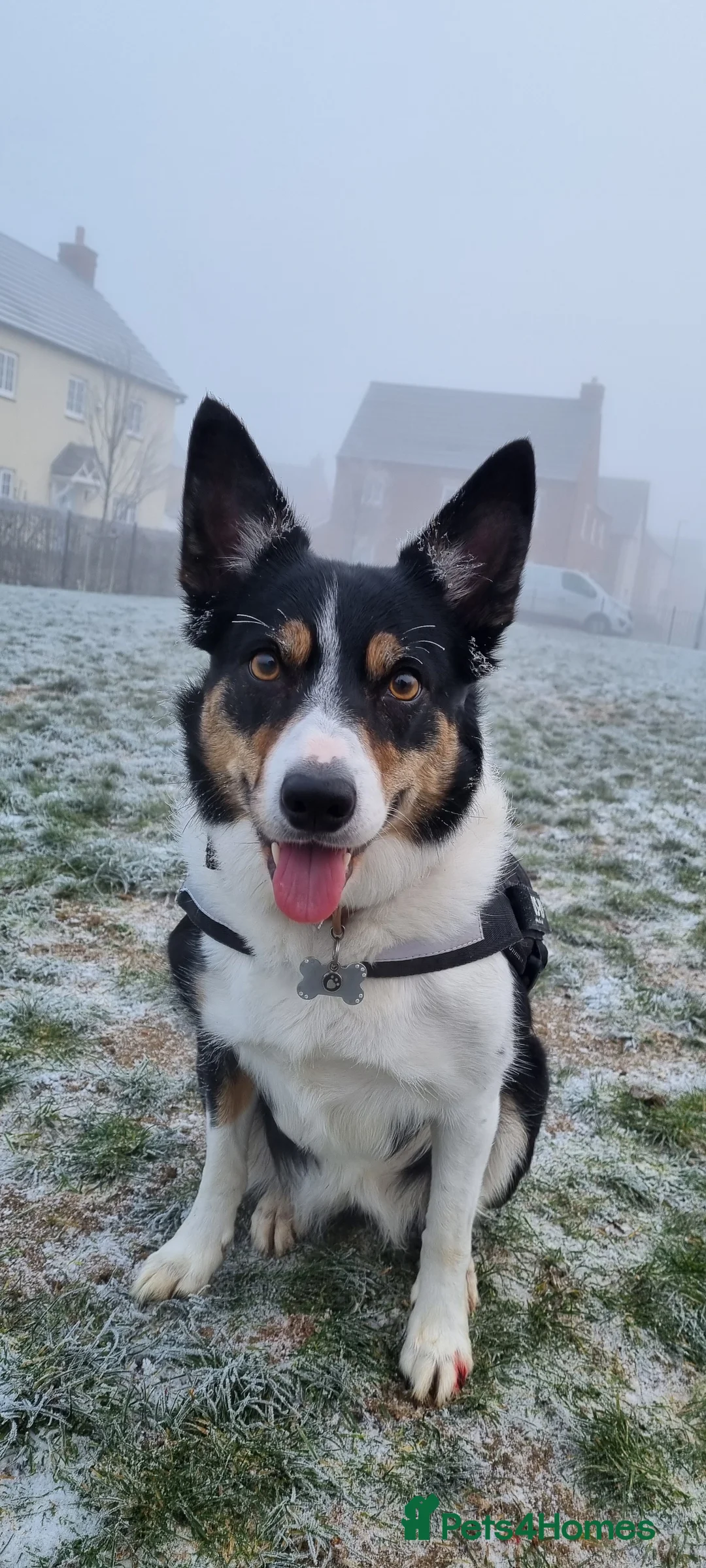 Border Collie dogs for sale: Beautiful Border Collie Puppies  🐾 in Cambridge - Advert 2