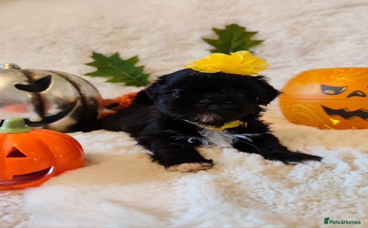 Shih Tzu dogs - Advert 4