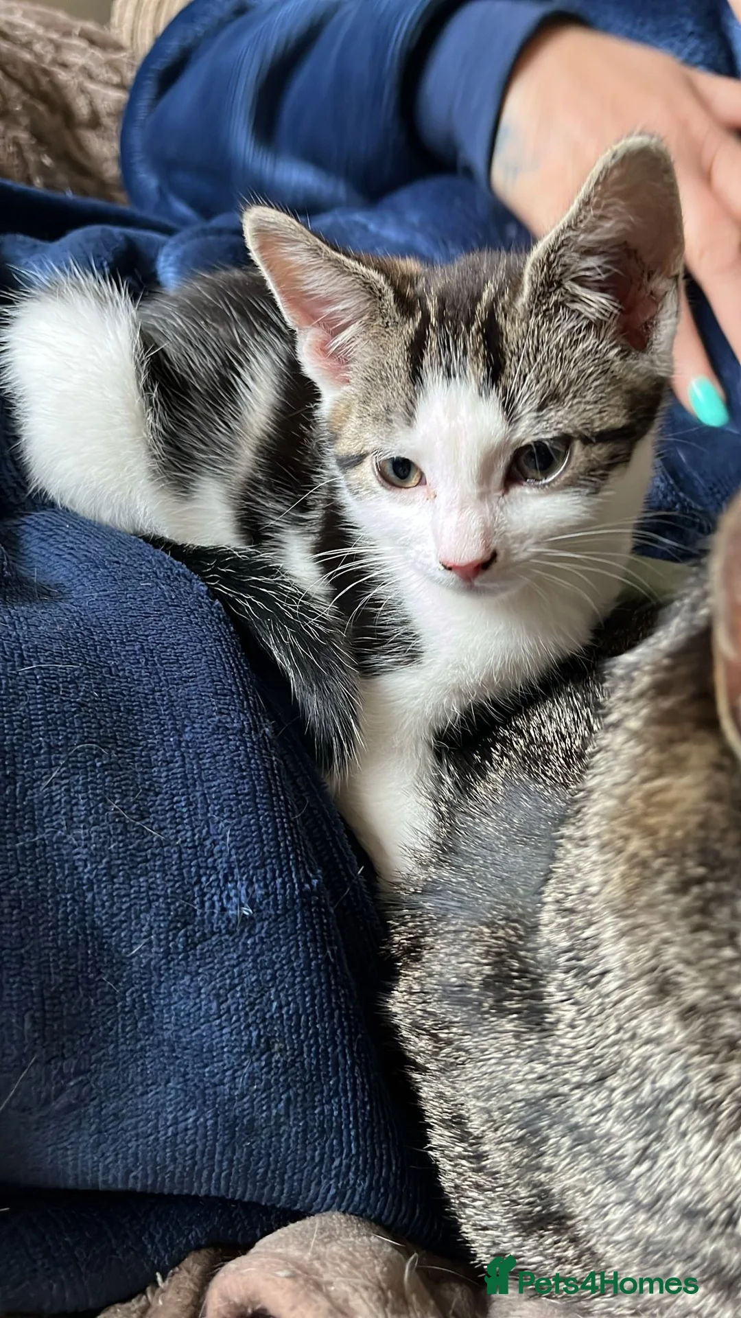 Mixed Breed cats for sale: Cute kittens in Crowborough - Advert 2