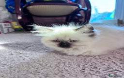 Ragdoll cats for sale: 5 Stunning Ragdoll Kittens  - Image 13