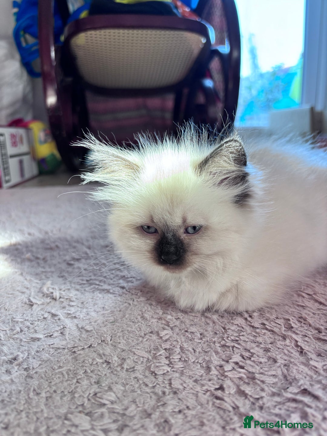 Ragdoll cats for sale: 5 Stunning Ragdoll Kittens  - Image 13