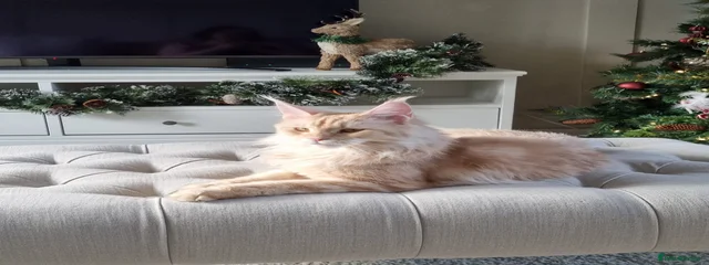 Belly