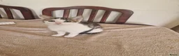 Mixed Breed cats for sale: Kitten for sale  in South Croydon - Advert 20