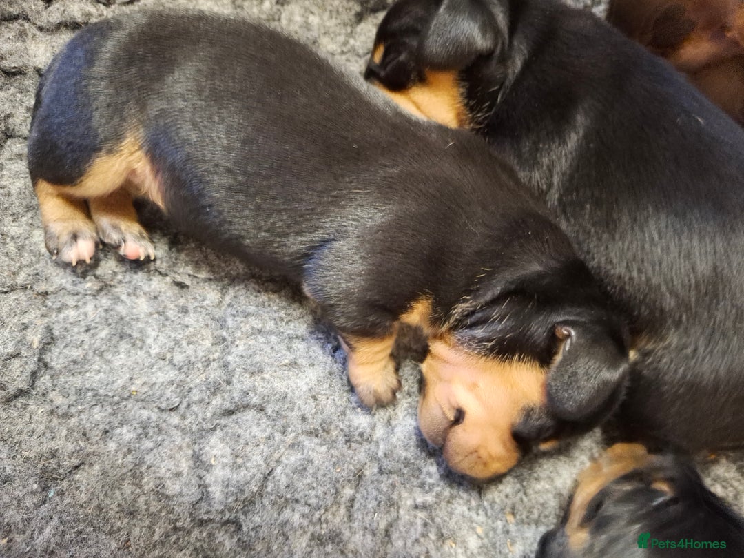 Dachshund dogs for sale: 4 exceptional smooth haired  dachshund mini pups  - Image 13