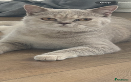British Shorthair cats for sale: Two beautiful British shorthairs - Image 5