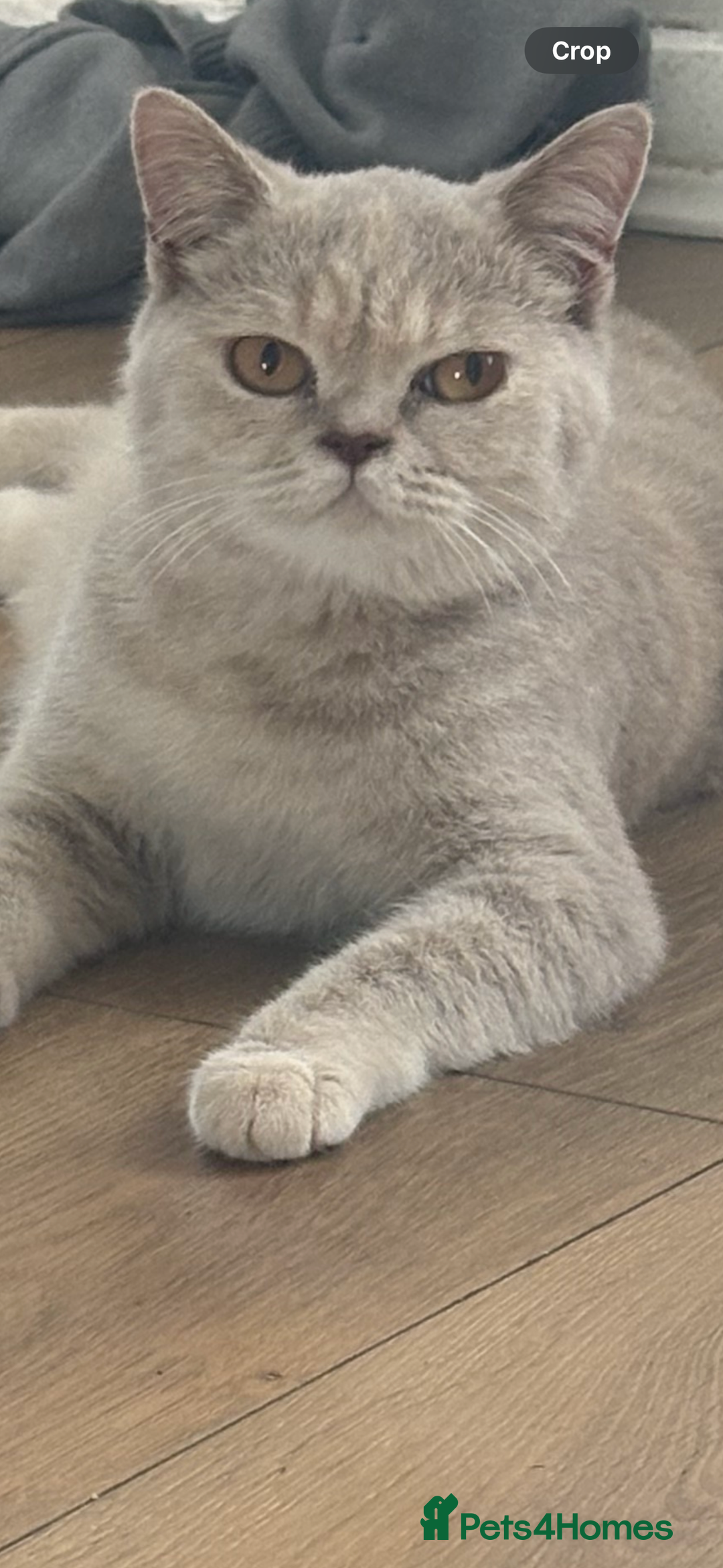 British Shorthair cats for sale: Two beautiful British shorthairs - Image 5